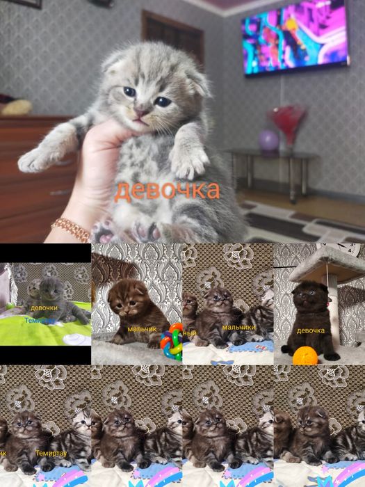 Открыта бронь. Шотландские малыши.