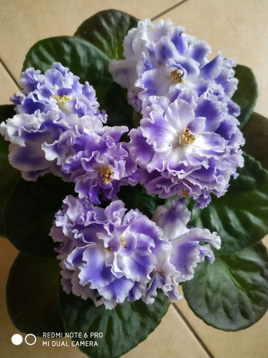 Листик фиалки эксклюзивной