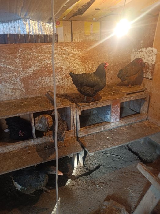 Продам молодых курей