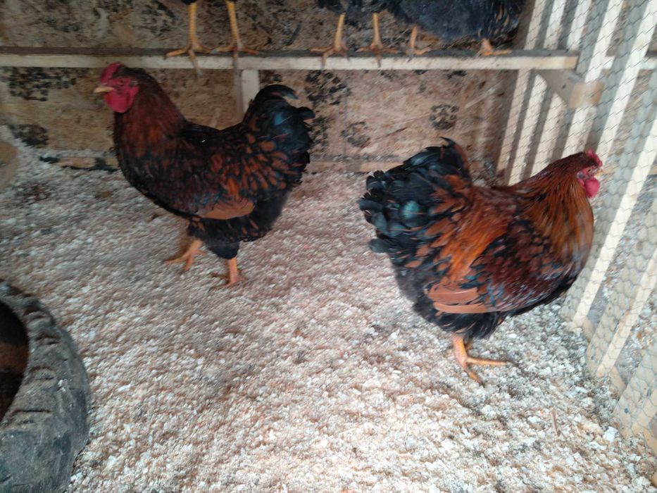 Vând cocoși, austrolorp, wyandotte roșu negru, argintiu, Sussex
