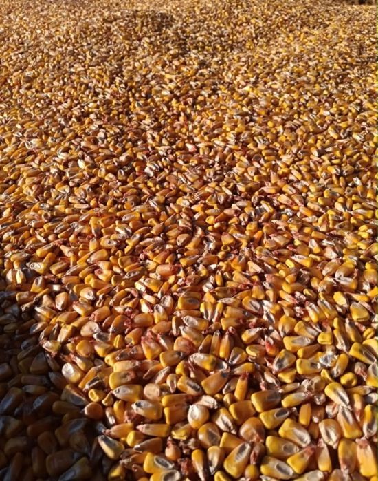 Vând porumb………..