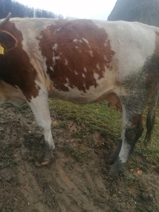 Vaca de vanzare 3 Ani