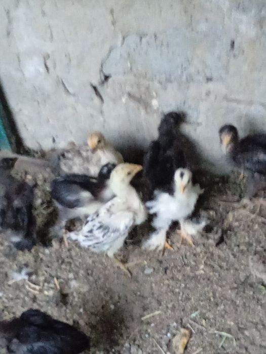 Кара Шахзода ва жужалари сотилади