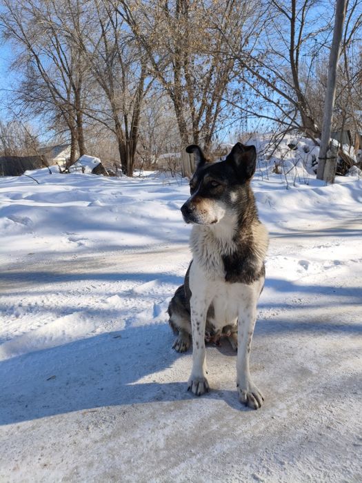 После паводка прибилась к дому собака.