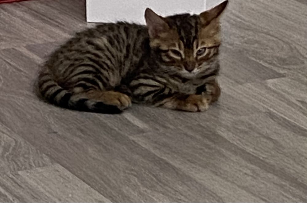 Продаются бенгальские котята