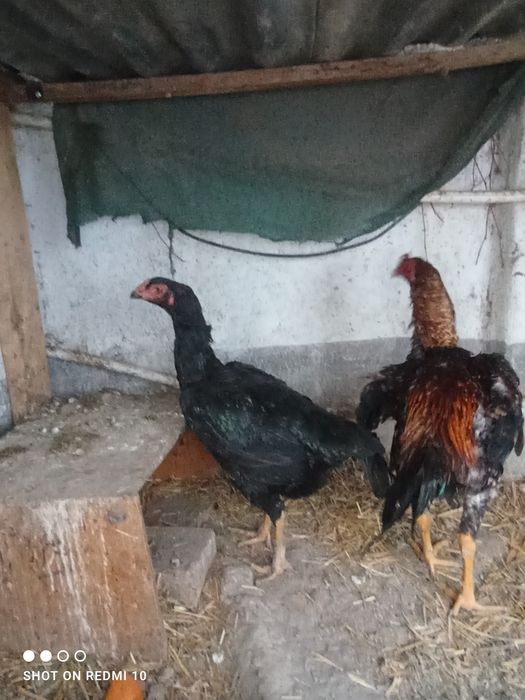 Dakan tovuq yirik  tikka