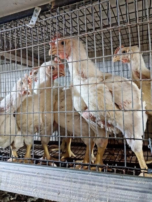 Vând pui 750g  și roca 1.500