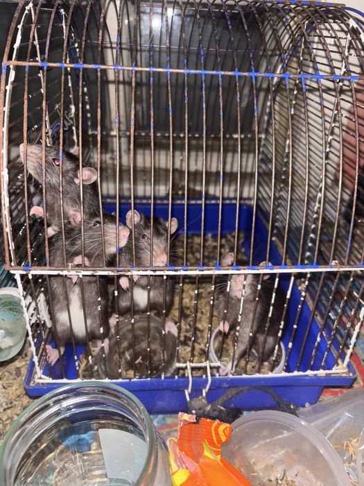 Отдаю  крыс дамбо