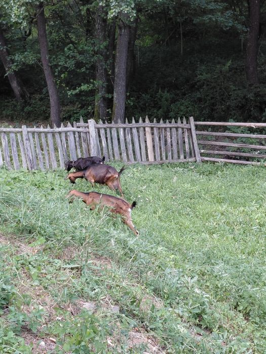 Capre bune de lapte