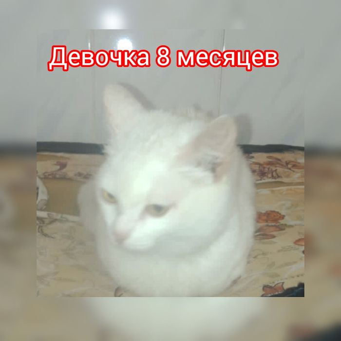 Отдам кошку в хорошие руки