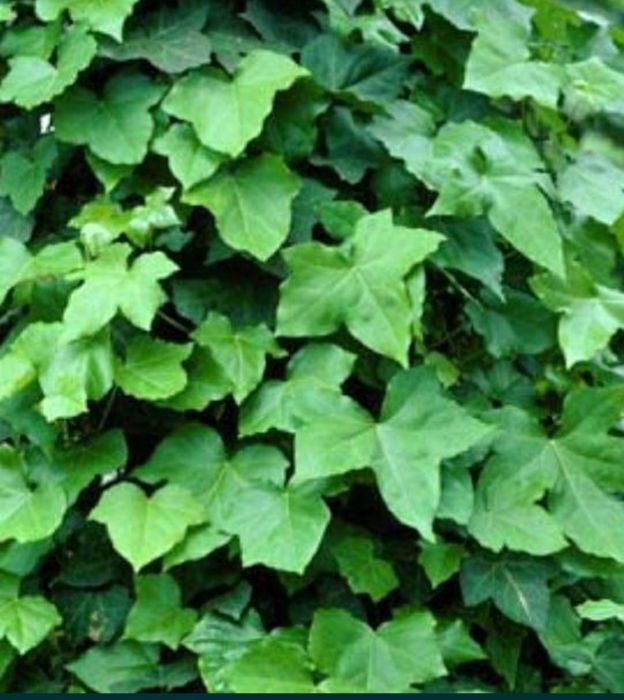 Цветы.     Цветы