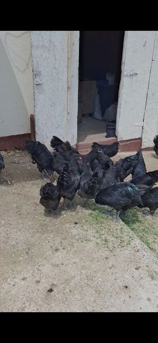 Vând cocoși Australorp