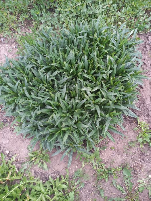 Продам отростки сентябрина