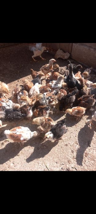 Pui de casa de vânzare