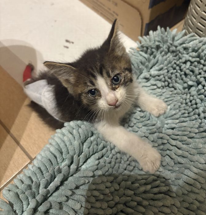 Donez / adoptie pui pisica