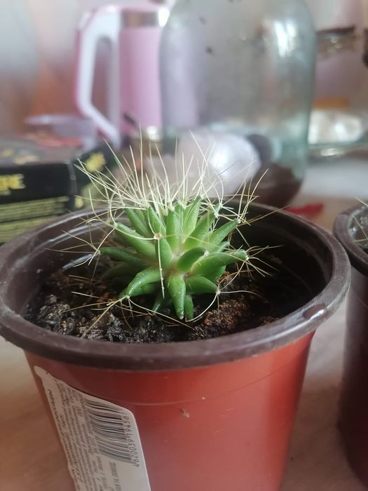 Продам кактус маммиллярия