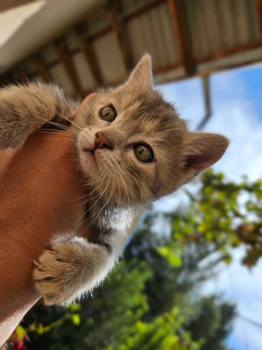 Котята Серый и Рыжий