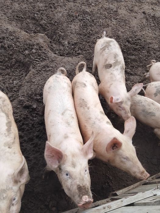 Продавам прасета за угояване