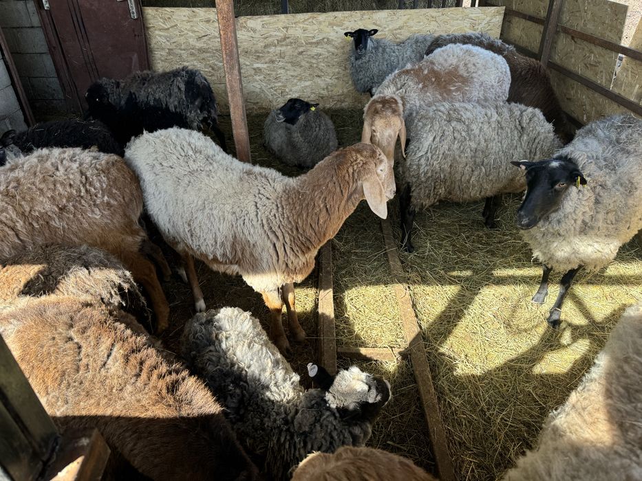 Продам романовских овец