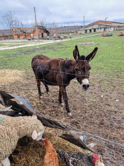Продавам женско магаре