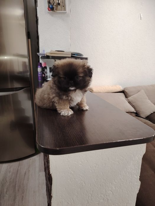Мъжко пекинезче родено 3.12.2025