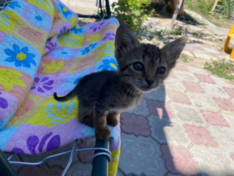 Отдам котенка в добрые руки