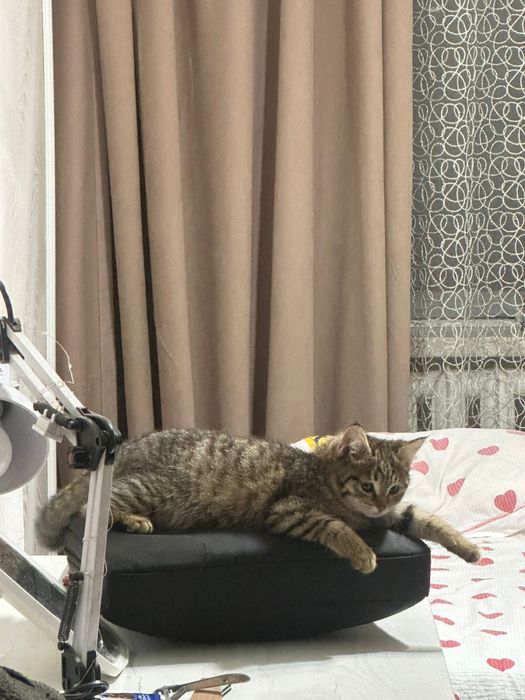 Котенок девочка в добрые руки!