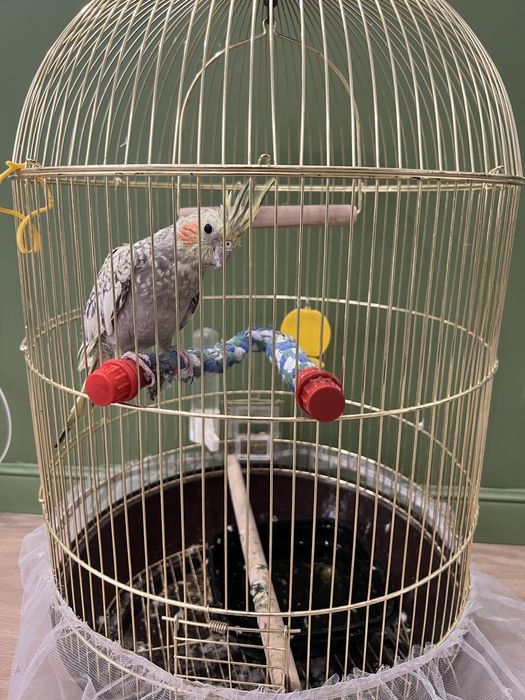 Попугай корелла с клеткой
