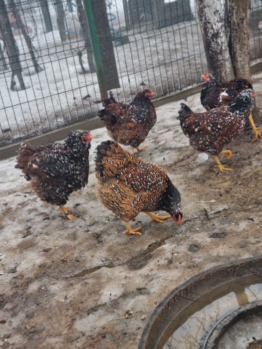 40 oua Wyandotte disponibile