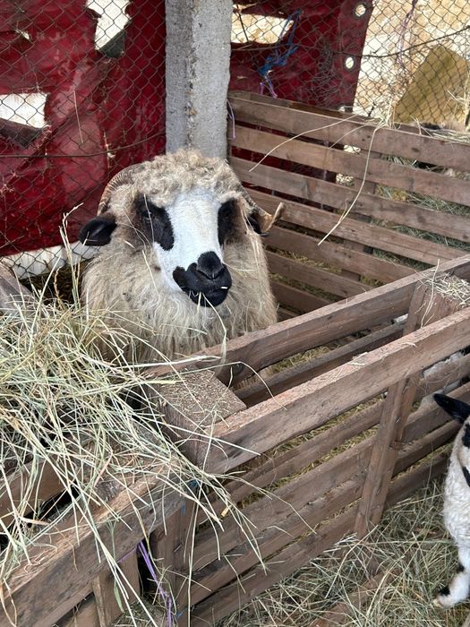 Vand 11oi si 3 miele