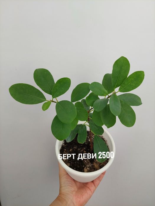 Комнатные растения