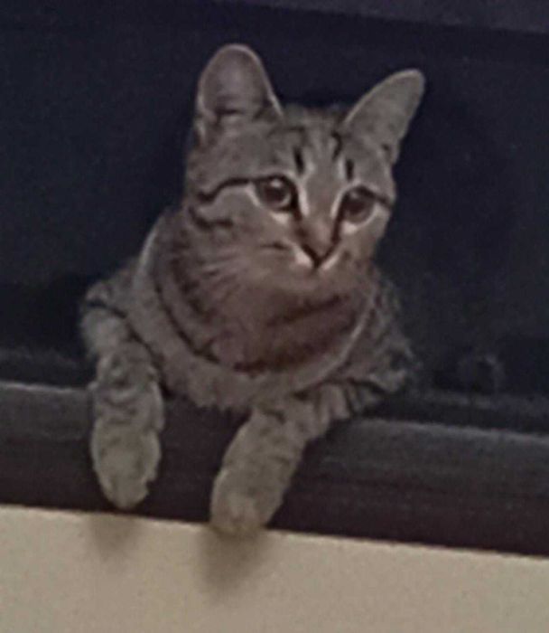 котята  в подарок!