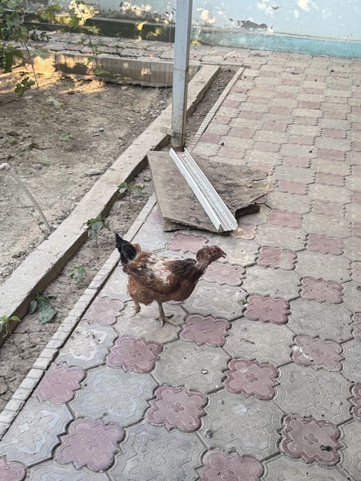 Продается петух и курицы