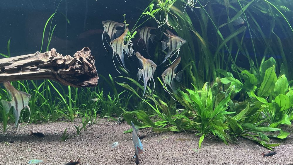 Большой Аквариум 10мм