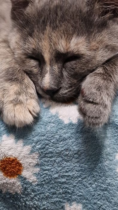 Отдам котёнка в добрые руки.