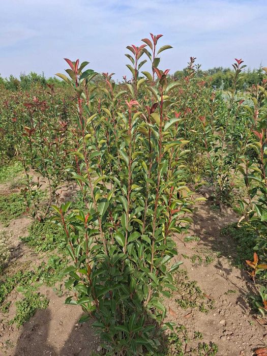 Photinia Red Robin (Photinia x fraseri) - Arbust ornamental gard viu