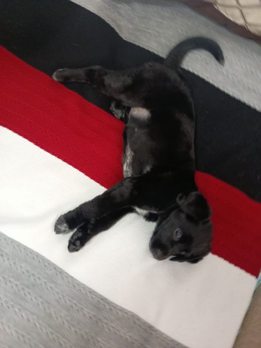 Лабрадор ретривер