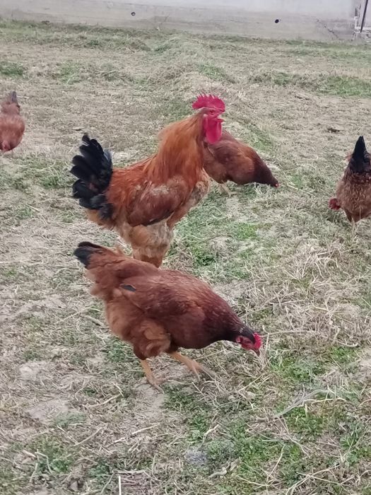 Корейский ХАНХЯП тухумларига заказ оламиз