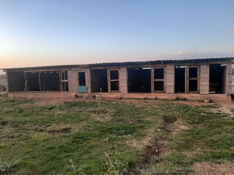 Питомник  Немецких  овчарок  РР.