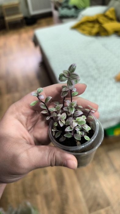 Продам комнатные цветы