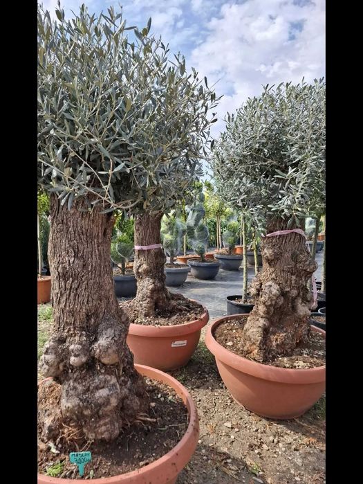 Plante ornamentala maslin seculari photinia brazii maslin batrani de peste 50 de ani