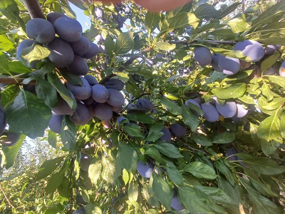 Prune de vanzare STANLEY