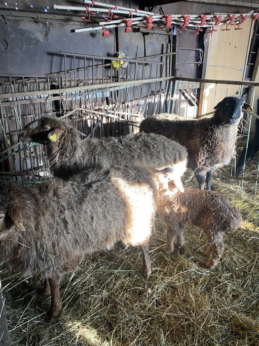 Продам баранов на откорме