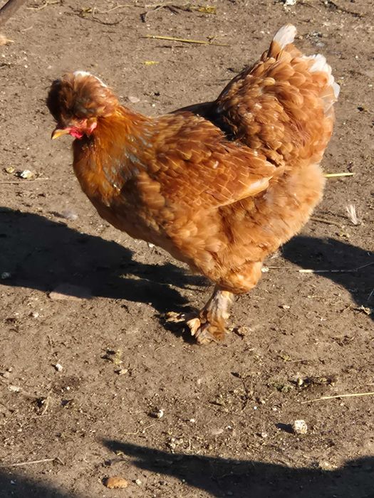 Vând ouă pentru incubat