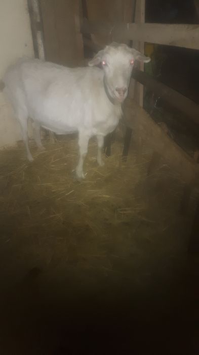 Продам  коз англо нуби .Покрытые