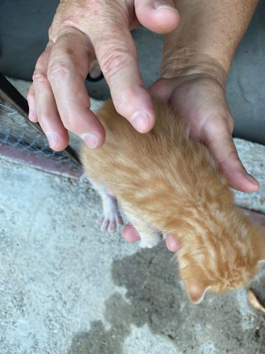Adoptie urgenta pui pisica Cluj