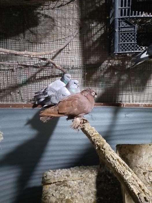 kabutar sotiladi ikta bita bilas ikinji roian dvuhchubi