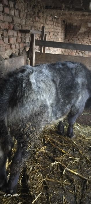 Vitel frumos si gras de vinzare
