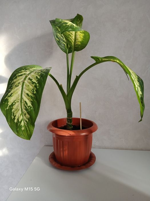 Продам горшечные цветы