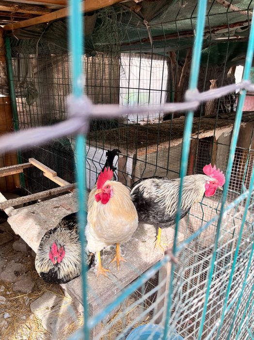 Horoz sotiladi 150ming